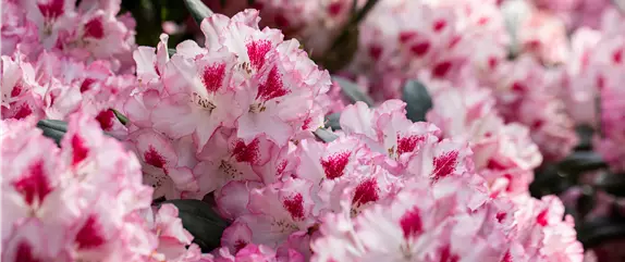 Rhododendron einpflanzen – So erstrahlt der Garten mit Blüten