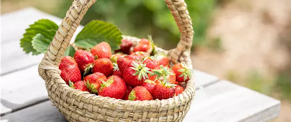 Erdbeeren pflanzen und pflegen für eine leckere Ernte