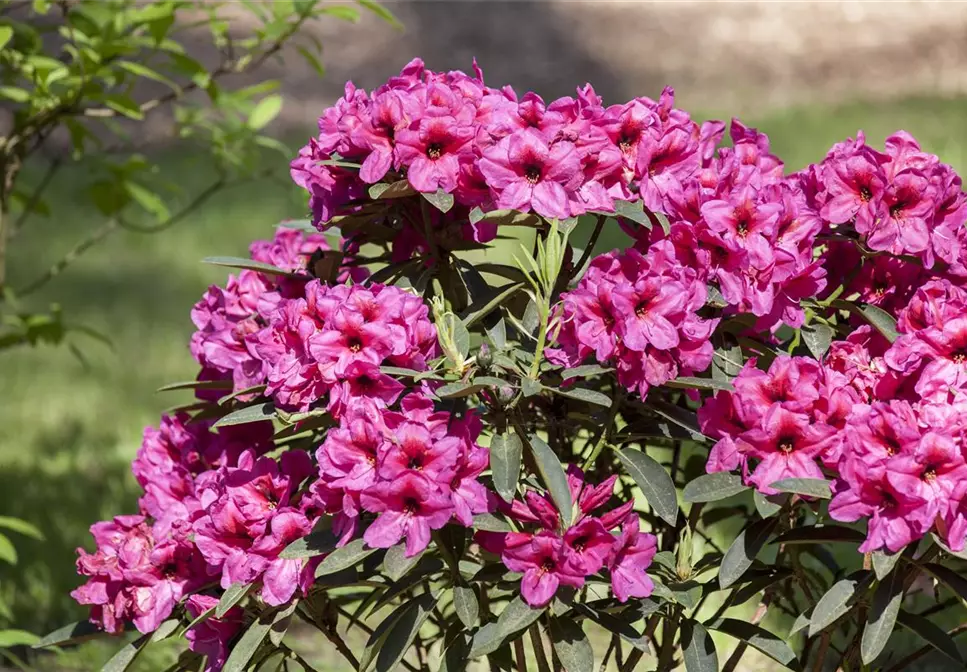 Rhododendron schneiden und pflegen – so gelingt es