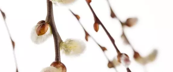 Hyazinthe, Krokus und Co. – der Frühling wird bunt