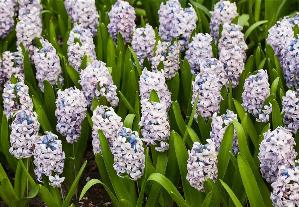 Hyazinthen pflanzen – Frühlingsschönheit im Blumenbeet